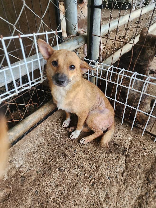The dog adopted by an animal pharmaceutical company based in Iksan, North Jeolla [BEAGLE RESCUE NETWORK]
