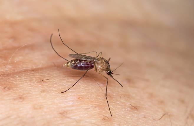 모기.[게티이미지뱅크]