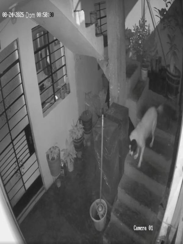 다이너마이트를 향해 달려가는 만치스 [센트럴 데 노티시아스 캡처]