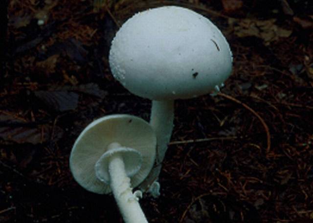 흰알광대버섯. 연합뉴스