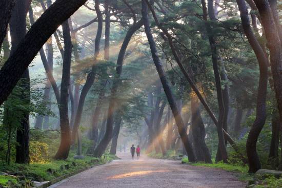 통도사 무풍한송길, 양산시 제공
