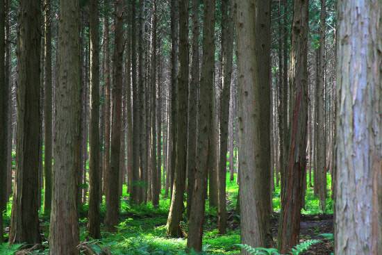 수십만 그루의 편백이 군락을 이룬 자연휴양림. 사진=사천시