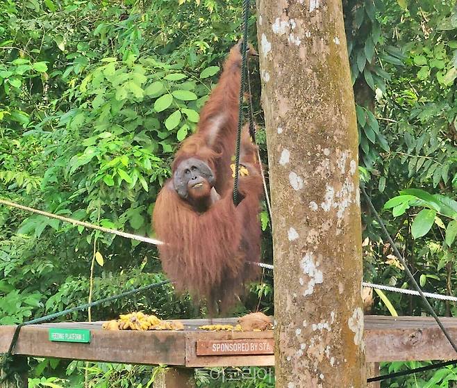 오랑우탄이 바나나를 먹는 모습