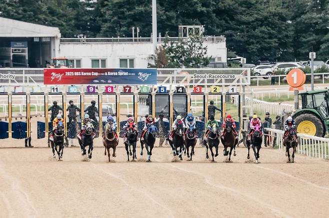 지난 7일 렛츠런파크 서울에서 열린 'OBS 코리아컵'에 출전한 경주마들이 출발대를 박차고 나오고 있다.(사진제공= 마사회)