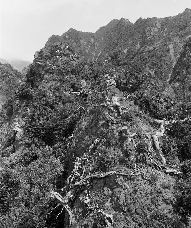 1917년 어니스트 헨리 윌슨이 찍은 울릉도 도동 절벽의 향나무. 절벽 위쪽 향나무에 한 남성이 앉아 있다. 국립수목원·아널드수목원 제공