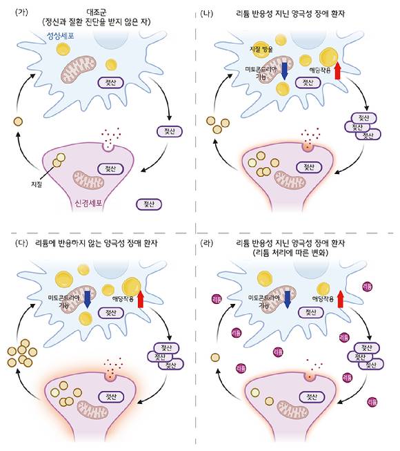 KAIST 연구팀이 성상세포가 조울병의 핵심 대사 조절자임을 알아냈다. 환자 맞춤형 치료가 가능할 것으로 기대된다. [사진=KAIST]