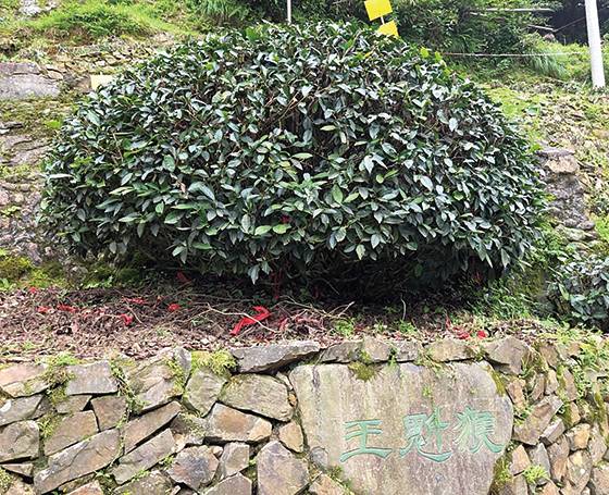 안후이성 태평호 인근 후갱촌 내 태평후괴 모수 나무로 알려진 ‘후괴왕’
