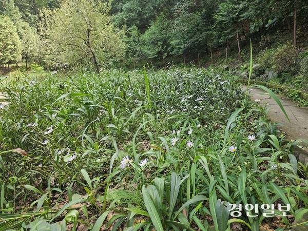 황금산 근린공원에 조성된 자연생태 시민의 숲. 2025.9.7 남양주/이종우기자 ljw@kyeongin.com