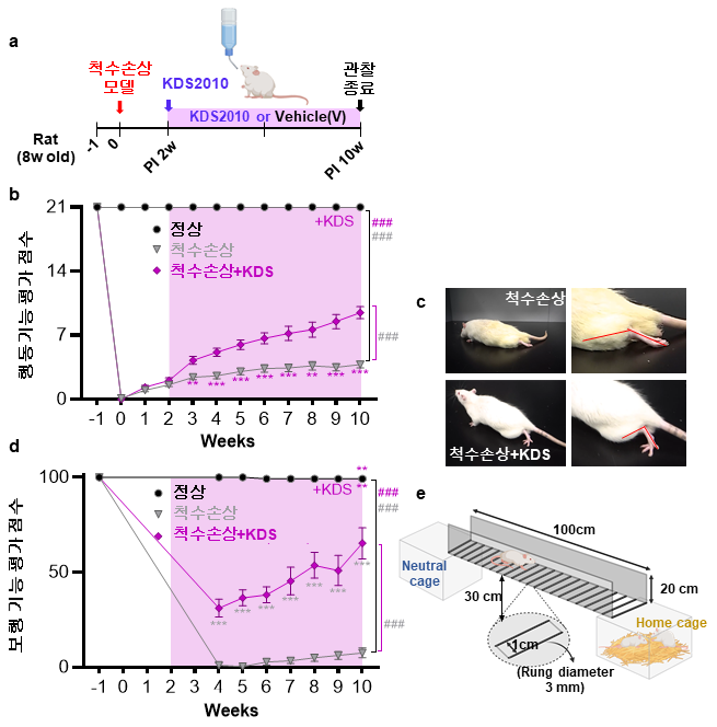 척수손상 동물모델에서 KDS2010의 치료 효과