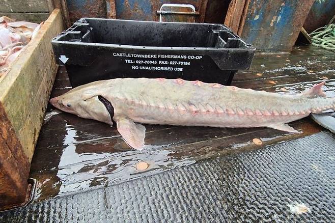 아일랜드 케리주 발렌시아섬 인근 해역에서 잡힌 철갑상어. 아이리시 인디펜던트