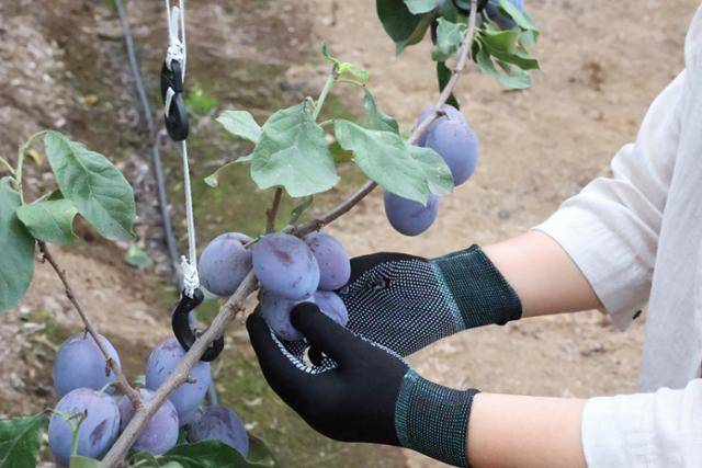 제주 제주시 한림읍 농가에서 재배한 프룬이 첫수확을 앞두고 있다. 제주도농업기술원 제공