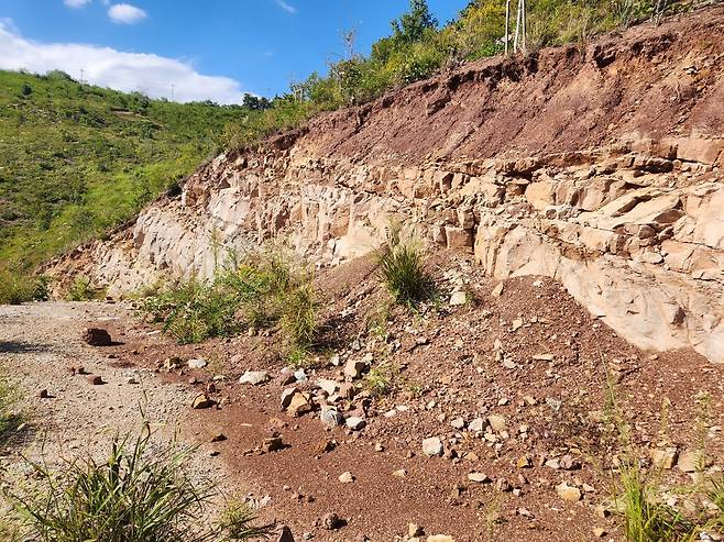 지난 2021년 산불 피해를 입은 안동 동부 임동면 피해지가 인공 조림 후 관리 부실로 방치돼 있다. 녹색연합 제공
