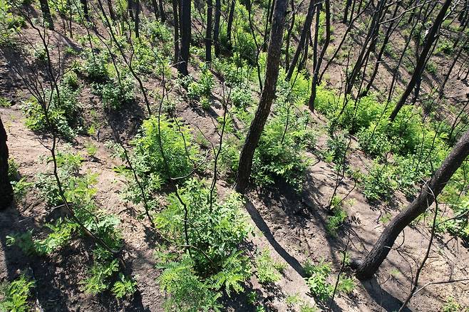 경북 영덕 경정리 산등성이에 풀과 나무가 자라있다. 녹색연합 제공