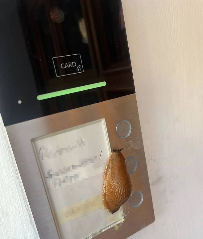 [서울=뉴시스] 지난달 20일 독일 바이에른주 슈바바흐의 한 아파트에서 벌어진 한밤중 초인종 소동의 주인공은 달팽이(사진)로 드러났다. (사진출처: 빌트지 캡쳐)2025.09.10.