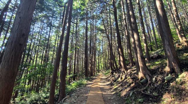 편백 숲. 그동안 부족했던 피톤치드를 마음껏 흡입(?)하며 걷는 호사를 누린다.
