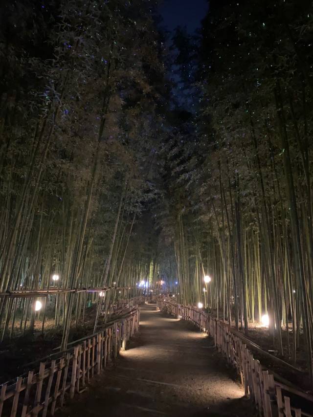 남강둔치 ‘죽림숲’ 경관조명.