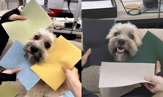 ‘나 혼자 산다’(나혼산), 리정의 두두 베드 제작기…리정 소파의 탄생, 남다른 인테리어 감각