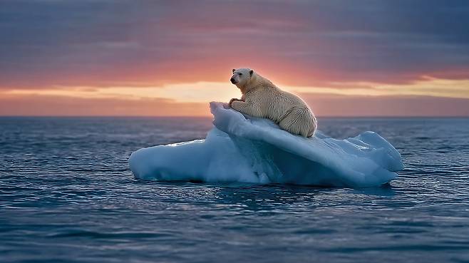 북극해 빙산 위에서 곰 한마리가 수평선 너머를 바라보고 있다.  AI 생성 이미지 / 사진가 오승환