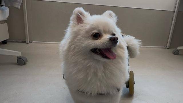 보아는 보호소 안에서는 골목대장 행세를 하지만, 처음 보는 개들 앞에서는 '쫄보'로 돌변한다. 동그람이 정진욱