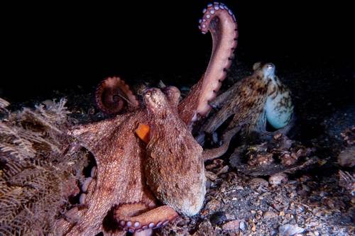 짝짓기하는 아메리카문어(Octopus americanus) [Chelsea Bennice 제공. 재판매 및 DB 금지]