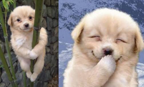 2002년 온라인 커뮤니티 디시인사이드에서 등장한 ‘개죽이’ 밈. 사진 온라인 커뮤니티 캡처