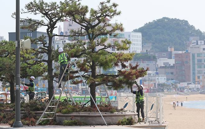 부산 한 도로변 가로수에 가지치기 작업이 한창이다.[연합]