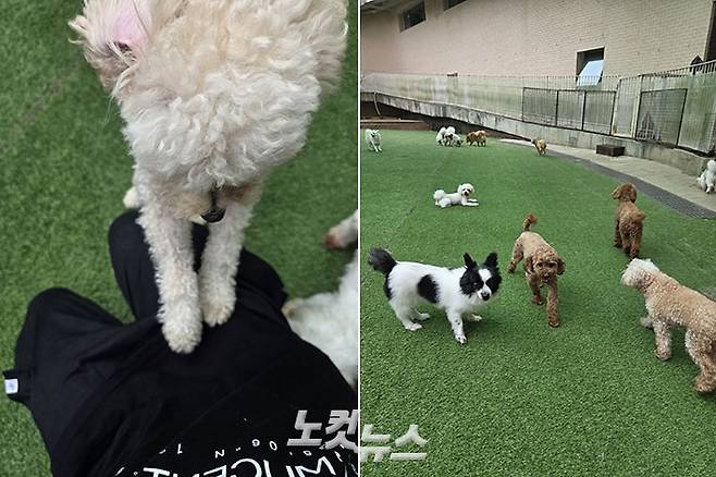 자유롭게 산책하는 구조견들 모습. 최영주 기자