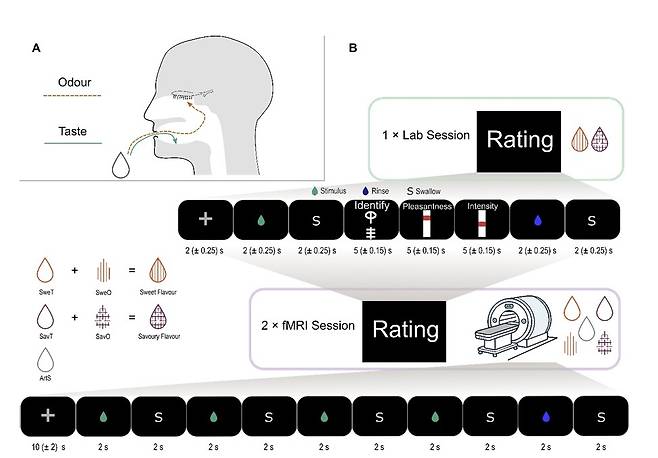 구강 내 화학감각 경로와 실험 방법 A) 음식의 맛과 냄새가 구강으로 전달되는 두 경로. '풍미(flavour)'는 하나의 경험이지만 맛과 냄새라는 평행적인 두 감각 경로를 통해 형성됨. B) 실험 참가자들은 먼저 단맛·짭짤한 맛과 각각의 향을 조합한 풍미에 익숙해진 뒤, fMRI 세션에서 맛 자극만 또는 냄새 자극만을 받으며 뇌 활동을 측정함. SweT=단맛(taste), SweO=단맛 냄새(odour), SavT= 짭짤한 맛(taste), SavO=짭짤한 냄새(odour), ArtS=인공타액(대조군). [Nature Communications, Putu Agus Khorisantono et al. 제공. 재판매 및 DB 금지]