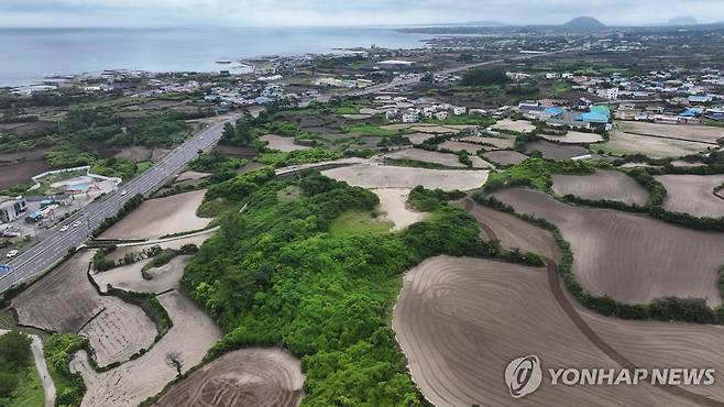 제주 한동리 단지모살 해안사구 [촬영 박지호]