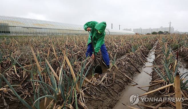너무 늦게 내린 단비…말라 죽은 대파밭 찾은 농민 (강릉=연합뉴스) 유형재 기자 = 최악 가뭄으로 재난 사태가 선포된 강원 강릉지역에 13일 단비가 내리자 농민 김동창(69)씨가 자신의 말라죽은 대파밭에서 뒤늦게 단비가 내린 것을 아쉬워하고 있다. 2025.9.13 yoo21@yna.co.kr