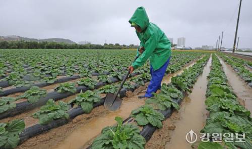 사상 최악의 가뭄을 겪고 있는 강릉지역에