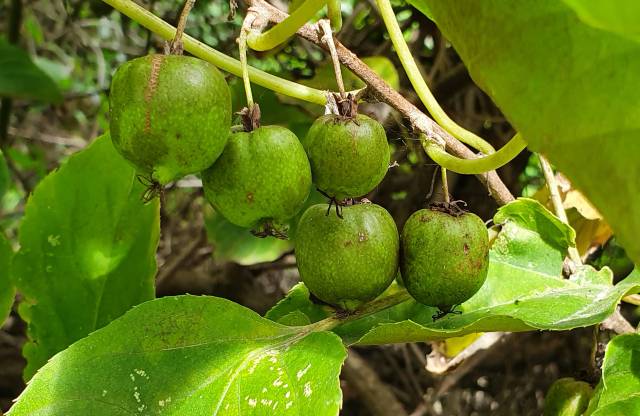 주렁주렁 달린 다래