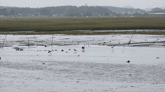 지난 12일 수라갯벌을 찾은 황새들의 모습. 오 단장은 “새만금신공항 건설 계획 취소 판결로, 황새들도 평화를 찾았다”며 사진을 공유했다. 오동필 제공