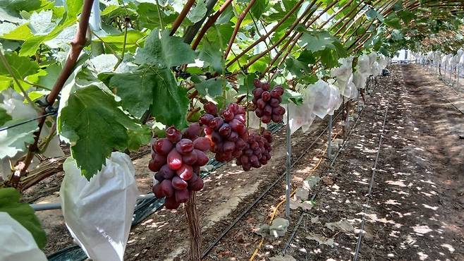 경북 성주에 있는 로열바인 포도 농장. 수확을 앞둔 포도송이가 매달려 있다.  / 사진=신세계백화점 제공