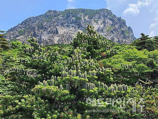 한라산 구상나무. 사진=제주도 세계유산본부