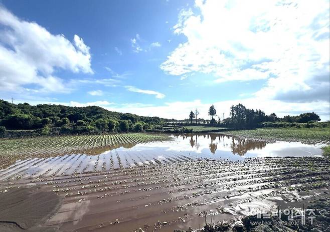 기습적 폭우로 인해 침수 등의 피해가 발생한 서귀포시 표선면 가시리 소재 농경지. (사진=제주특별자치도)