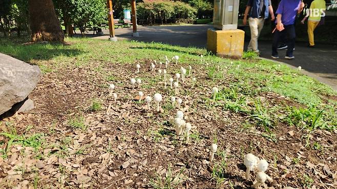 제주시 노형근린공원 입구에 자란 '흰갈대버섯' 균륜 (사진, 신동원 기자)