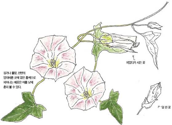 우리 주변 식물들의 비밀 이야기 66 메꽃