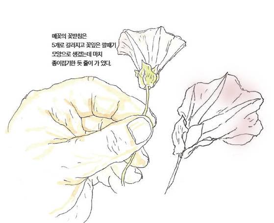 우리 주변 식물들의 비밀 이야기 66 메꽃
