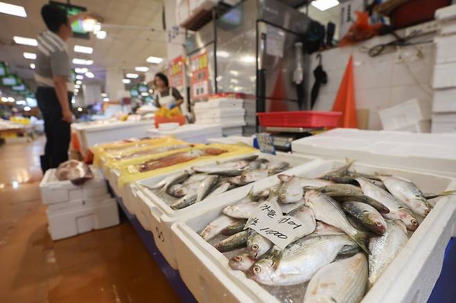 가을 전어 가격이 작년 절반 수준으로 떨어진 가운데 지난 11일 서울 동작구 노량진수산시장에에 전어가 진열돼 있다. 노량진수산물도매시장에 따르면 대표적인 전어 산지인 서천에서 전어 평균 낙찰가는 이달 기준 1㎏당 1만4천300원으로, 작년 동기 평균 낙찰가(3만1천850원)보다 55.0% 싸다. 수협중앙회는 올해 수온이 작년처럼 크게 오르지 않아 어황이 개선됐다고 분석했다. 연합뉴스