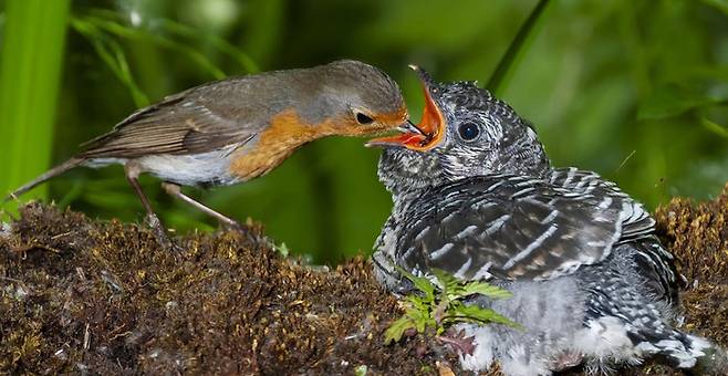 왜소한 체형으로 거대한 뻐꾸기 새끼를 부화해 먹이를 물어다 주는 숙주 새인 유럽울새 모습. <이미지=소셜미디어>