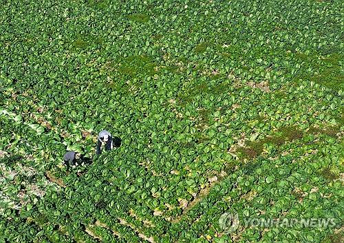 [연합뉴스 자료사진]