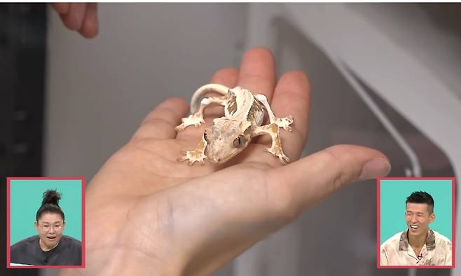 배우 한지은의 반려 도마뱀 모니가 뼈만 남은 앙상한 모습이 공개돼 동물학대 논란이 일었다. ‘전참시’ 유튜브 캡처