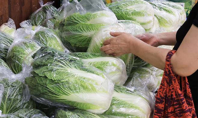 2일 서울 하나로마트 양재점에서 한 시민이 고랭지 배추를 고르고 있다. 이날 한국농수산식품유통공사(aT)에 따르면 1일 기준 여름 고랭지 배추 1포기의 평균 소매 가격은 6669원으로 전월(6390원) 대비 4.4% 올랐으며 7월 하순(5201원)과 비교하면 28.2% 올랐다. 연합뉴스