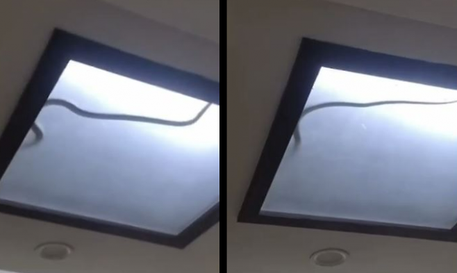 인도 노이다의 한 아파트 부엌 천장 전등에서 발견된 코브라가 36시간 동안 가족을 공포에 떨게 했다. 소셜미디어(SNS) 캡처