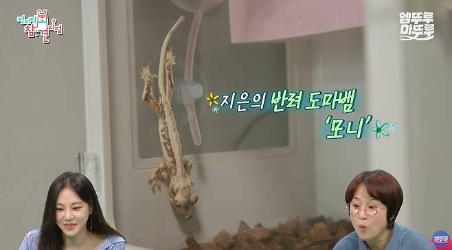 MBC ‘전지적 참견 시점’ 방송 캡처.