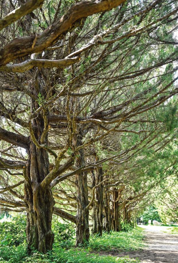 정원지기 부부가 정성스레 가꾼 천개의 향나무 숲길. /최현배 기자