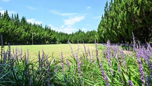 천개의 향나무 숲 포토존인 드넓은 잔디밭. /최현배 기자