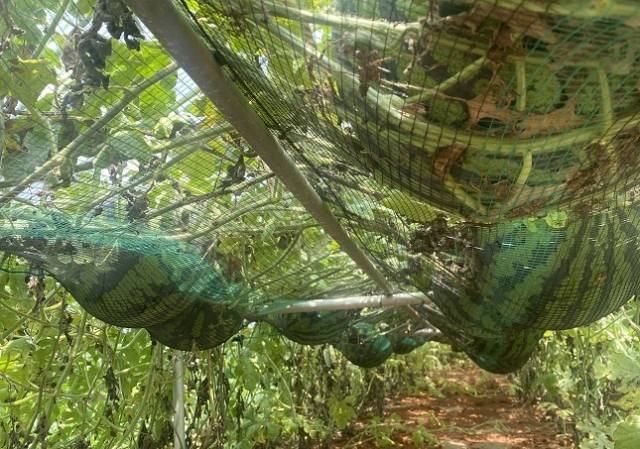 수박을 허리 높이 재배대에서 키우는 모습. 수정, 약제 살포, 수확 등 전 과정에서 작업자가 서서 작업할 수 있다. 이로써 근골격계 질환을 예방하고 여성과 고령자도 무리 없이 재배에 참여할 수 있다. 농진원 제공