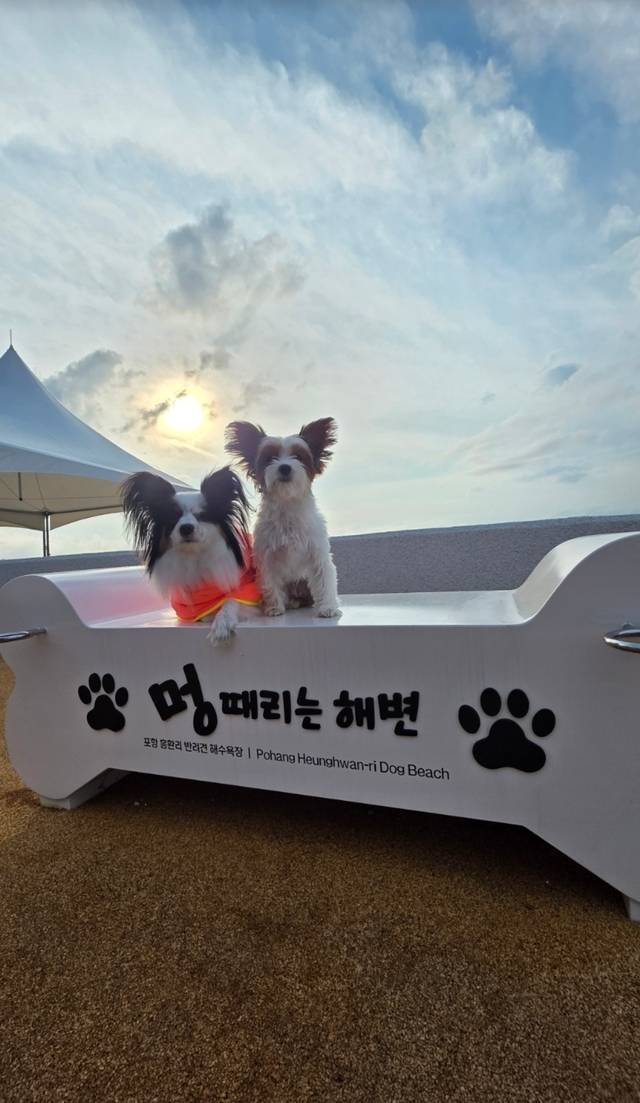 도내에서 두 번째로 반려견 전용 해수욕장으로 지정된 포항 흥환해수욕장의 반려견들. 독자 제공